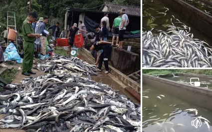 Video: Xót xa 11 tấn cá tầm chết đột ngột khiến lão nông tỷ phú ở Lai Châu trắng tay