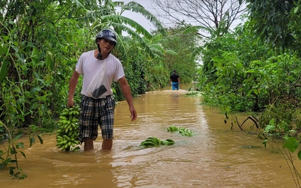 Nước sông Hồng lên cao, người dân bãi giữa xót xa ngâm mình trục vớt từng con gà, buồng chuối