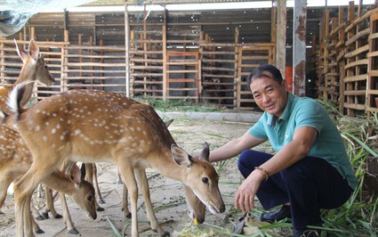 Nuôi con vật "mặc áo hoa" vốn là động vật hoang dã, một ông dân Ninh Thuận giàu hẳn lên