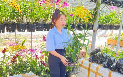 Loại hoa quý tộc này dân đang trồng thêm ở Bình Dương, có giò lan hoa tuôn như suối, cản chả kịp