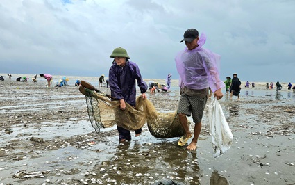 Con rom róm dạt đầy bãi biển, dân làng này ở Nghệ An gọi nhau ra vớt "lộc", vậy con rom róm là con gì?