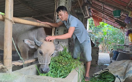 Thái Nguyên: Sau lũ lịch sử, huyện Phú Lương làm gì để phòng bệnh cho vật nuôi thuộc các dự án giảm nghèo?