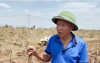 Hà Nội: Người làm vườn Phú Thượng đang làm điều này để thay thế số đào cảnh chết do lũ lụt