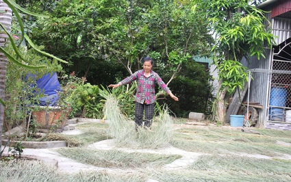 Giữa dòng sông Lam ở Hà Tĩnh có một "hòn đảo", dân ở đây trồng thứ cây tốt um trông như cỏ dại