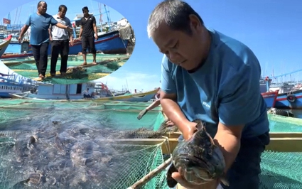 Nuôi thành công cá mú to ở biển Sa Huỳnh, một Nông dân Việt Nam xuất sắc đến từ Quảng Ngãi thu tiền tỷ