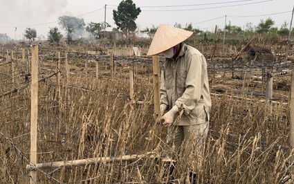 Hà Nội mất mùa cúc họa mi đúng thời điểm đẹp nhất