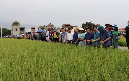 Hội Nông dân Bắc Giang nhân rộng mô hình trồng lúa thân thiện với môi trường với hơn 70.000 người tham gia