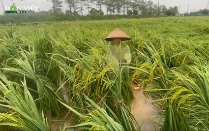 Video: Nông dân ngoại thành Hà Nội ra đồng buộc lúa, vớt vát tài sản sau bão số 3