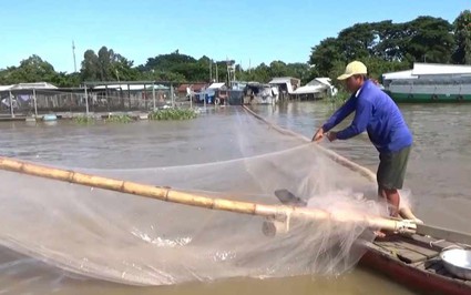 Cận cảnh đánh bắt loài cá đặc sản bé tí ở ngã ba sông nổi tiếng An Giang giữa cơn gió bấc xốn xang