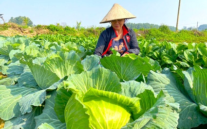 Nông dân ven sông La ở Hà Tĩnh trồng rau Tết, bắp cải to ú ụ, rau mùi thơm khắp đồng