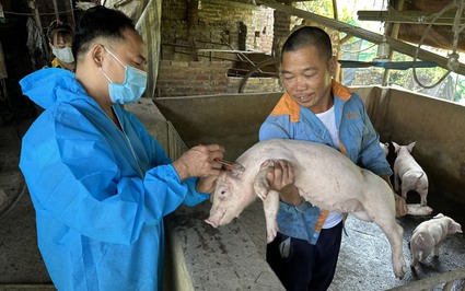 Sử dụng hơn 1.000 tấn kháng sinh trong nuôi lợn, gà, cần sự phối hợp liên ngành và đa ngành để chống kháng thuốc