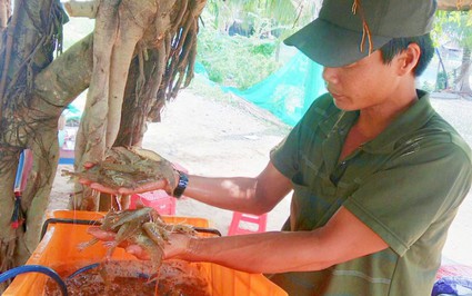 Đây là con vật nuôi đang tăng giá tốt ở Long An, hễ nhà nào xúc lên bán là trúng lớn