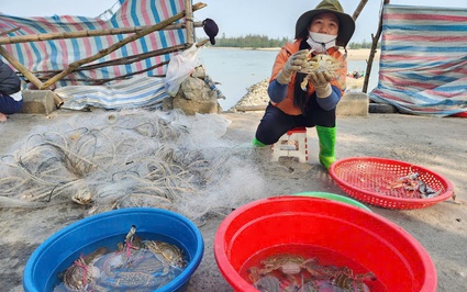 Ra khơi đầu năm, ngư dân Hà Tĩnh "trúng" đậm tôm, ghẹ tươi roi rói, bỏ túi tiền triệu 