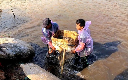 Cho 2 con "hợp cạ" này chung nhà là một ao, nông dân Ninh Bình bắt bán con nào cũng trúng