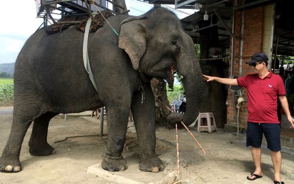 Đây là loài "động vật hoang dã khổng lồ", ở Việt Nam, số lượng nhiều nhất tập trung ở Đắk Lắk