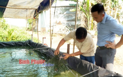 Bỏ lương cao ở phố về quê Bình Phước đào ao nuôi 2 loài cá đặc sản, cả làng đến xem