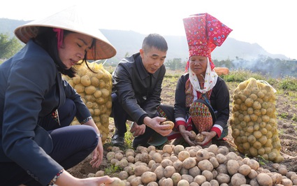 Ở nơi này của Quảng Ninh nông dân đang đào lên một loại củ ngon, hễ bán là được giá tốt