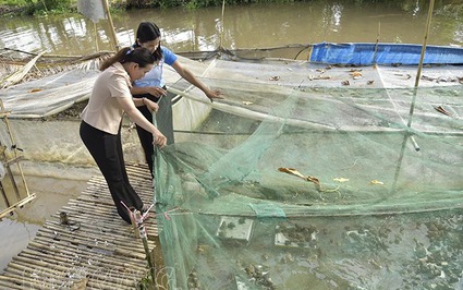 Cũng là ếch thôi, vì sao ở Kiên Giang giá ếch thịt giảm xuống mà giá ếch giống lại tăng lên?