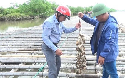 Ba ông nông dân Thái Bình, người nuôi hàu, người trồng lúa, rau màu mà toàn thu tiền tỷ