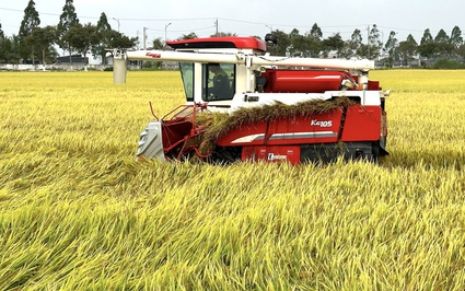 Kích giá lúa: Phó Thủ tướng Trần Hồng Hà đề nghị nghiên cứu cho doanh nghiệp vay lãi suất thấp (Bài 3)