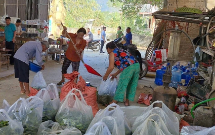 Liên kết trồng dưa chuột bao tử ở một xã của Lạng Sơn, nông dân bẻ đến đâu bán hết đến đó, thu nhập tăng