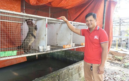 Vật nuôi đặc sản "ăn ngày cày đêm" vốn là con động vật hoang dã, trai Đà Nẵng nuôi thành công, bán hút hàng