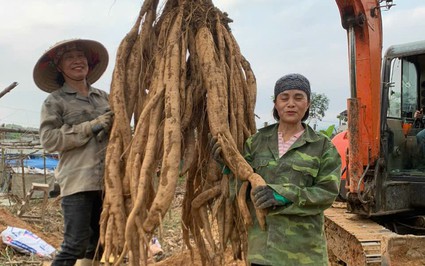 Trồng loại củ gì mà nông dân xã này ở Lào Cai phải dùng cả máy xúc để đào, nâng chùm củ khổng lồ lên?