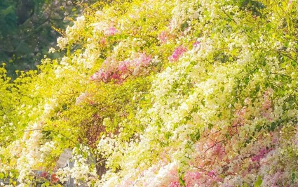 Muốn cây cảnh siêu hoa nở như thác lũ, rực rỡ tựa pháo hoa, phải chạm vào 4 "ngòi nổ" này