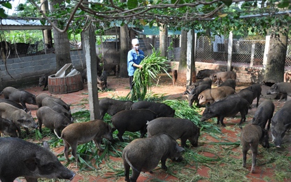 17 năm sáp nhập về Hà Nội, dân xã Yên Bình có thu nhập tăng gấp 10 lần, triệu phú, tỷ phú đếm không xuể