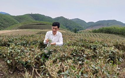 Một thạc sỹ trẻ người Tày ở Thái Nguyên làm chè an toàn, kết nối du lịch