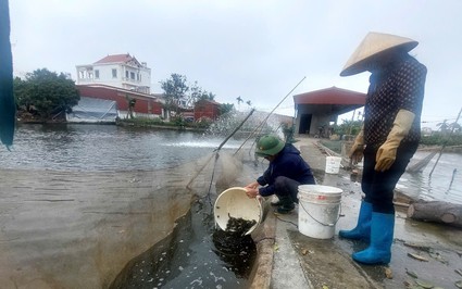 Vùng đầm Hải Phòng nông dân đang thả cá giống, tôm giống, chính thức bước vào vụ nuôi thủy sản mới