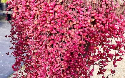 Đừng trồng cây cảnh trầu bà nữa, 4 cây treo này tươi đẹp, sinh động, đáng yêu hơn rất nhiều