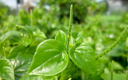 Mùa hè, mùa của loại rau từng bị coi là cỏ dại, hóa ra lại là "thần dược" ở nhiều nước trên thế giới