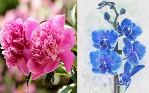 Tin tức, sự kiện liên quan đến Các loài hoa đẹp chơi tết | Dân Việt