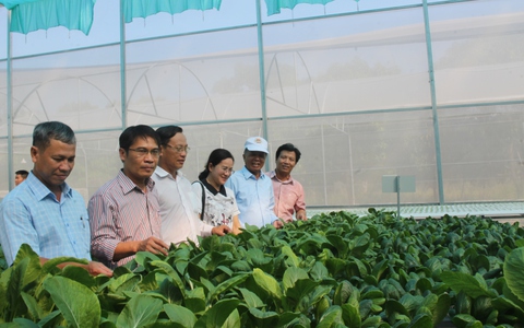 Trồng rau trong nhà kính mô hình sản xuất của nông dân hiện đại #39 Trồng rau trong nhà kính mô hình sản xuất của nông dân hiện đại