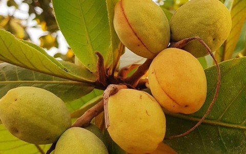 Mứt hạt bàng đặc sản Côn Đảo Vũng Tàu Hương vị đặc biệt của đảo ngọc Việt Nam