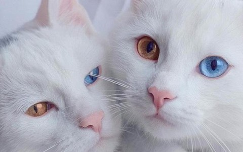 Không chỉ sinh đôi, họ còn có hai màu mắt khác nhau! Bức ảnh này sẽ khiến bạn cảm thấy hết sức ngạc nhiên khi thấy một trong chúng có mắt xanh và một trong chúng có mắt vàng. Hãy nhanh tay xem ngay thôi!