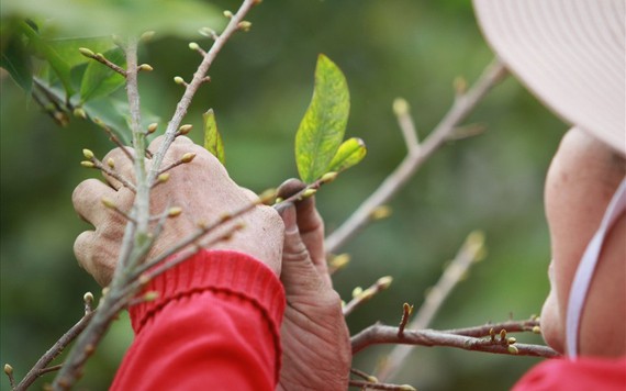 Nghề đặc biệt "ôm cây, lặt lá mai" vào mùa tất bật, nhiều nông dân tranh thủ ăn ngủ với mai kiếm tiền tiêu Tết