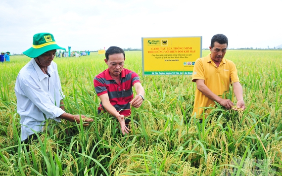 Giá lúa gạo, cà phê lên hương, nông dân và doanh nghiệp phân bón cùng lãi lớn