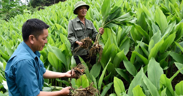 Khám phá tinh bột nghệ bắc kạn và các công dụng của nó