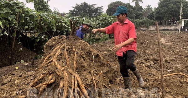 Sắn dây hải dương có giá bao nhiêu hiện nay?