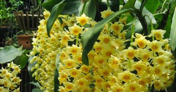 Top 10 Hoa phong lan đẹp nhất Được đánh giá bởi chuyên gia