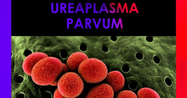 Ureaplasma parvum có ảnh hưởng gì đến sức khỏe con người?
