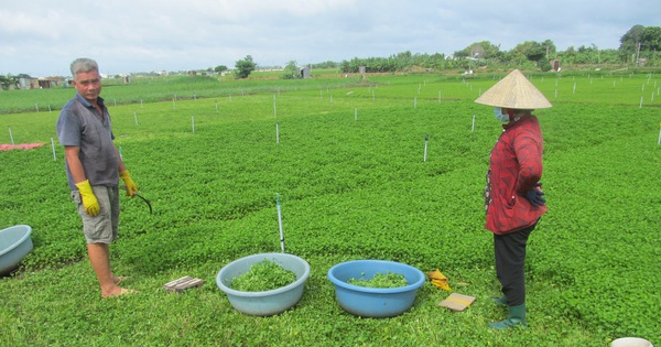 Rau Má Bà Già có công dụng gì?
