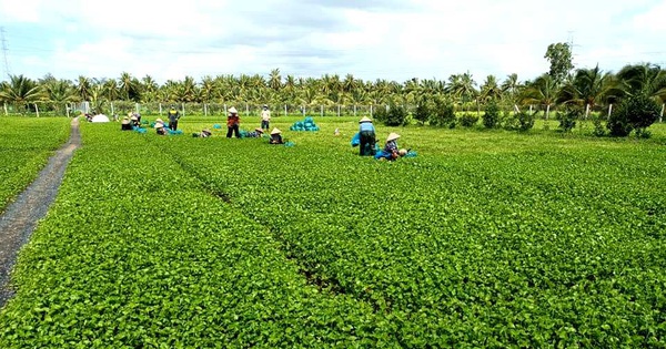 Làm cách nào để trồng rau má?
