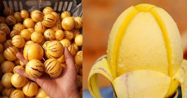 Đặc sản dưa pepino được giới sành ăn