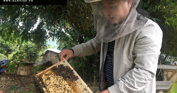 Thị trường nào là thị trường tiềm năng cho mật ong xuất khẩu từ Việt Nam?
