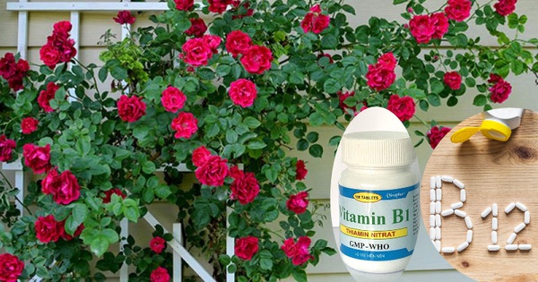 Làm thế nào để xác định nhu cầu Vitamin B1 của cây trồng?