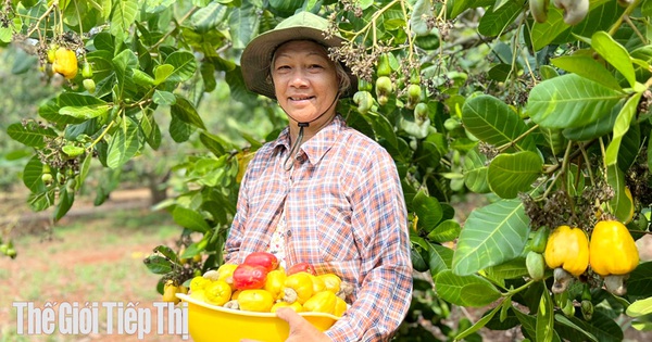 Bình Phước: Duy trì thu nhập cao nhờ trồng điều ghép