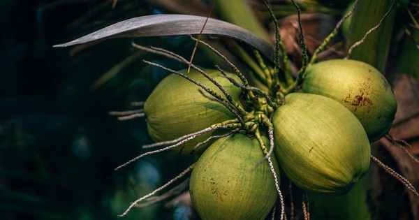 Các chất dinh dưỡng có trong cơm dừa?
